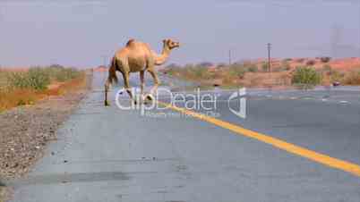 camel walk over street