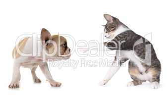 Cute Puppy Dog and Kitten on White
