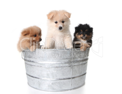 Cute Pomeranian Puppies in a Metal Washtub