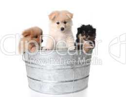 Cute Pomeranian Puppies in a Metal Washtub