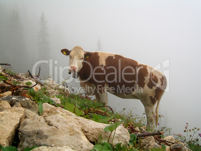 Kuh auf Berg