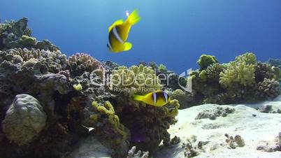 Tropical fish in clear blue water