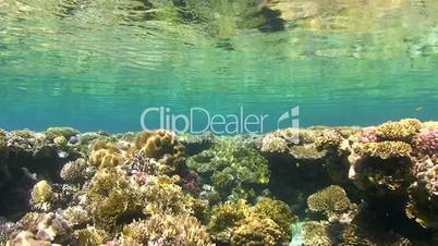 coral reef and calm sea surface