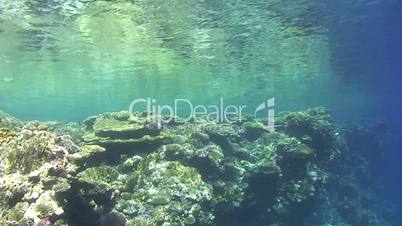 coral reef and calm sea surface