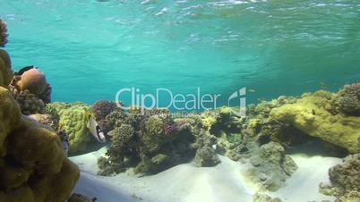 Pristine coral reef in shallow clear water