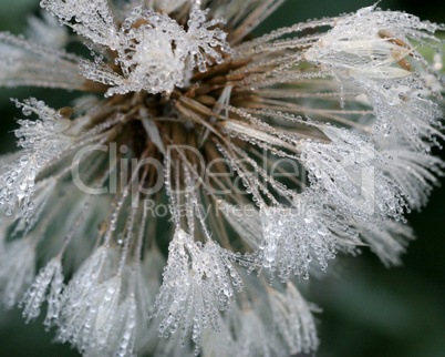 Weed fluff covered in morning dew