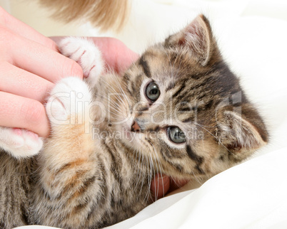 Playful Tabby Kitten