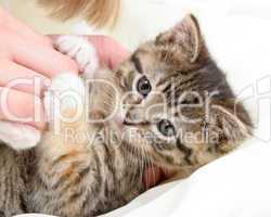 Playful Tabby Kitten