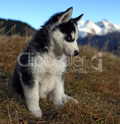 Junger Husky im Gras sitzend