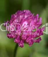 Rotklee (trifolium pratense)