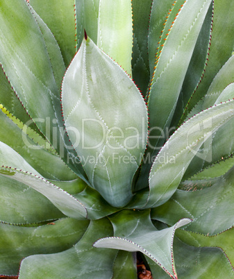 Closeup of a cactus