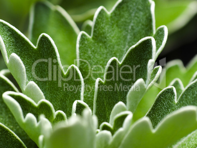 Green plant leaves