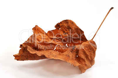 Autumn leaf