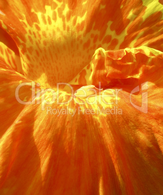 Closeup of an orange flower