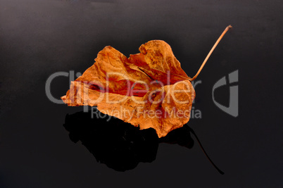 Dry leaf