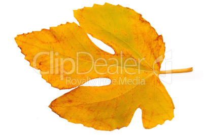 Fig leaf_2
