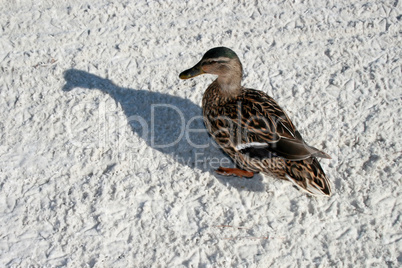 Duck and Shadow