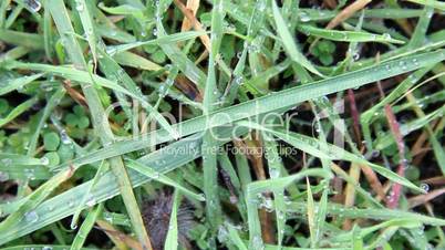 Dewdrops on green grass.