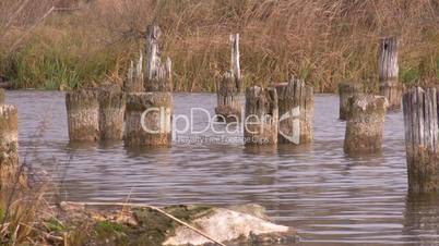 Wooden old piles.