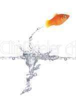 Jumping goldfish