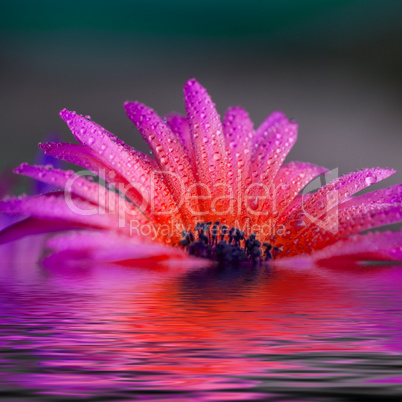 Blüte im wasser