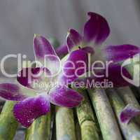 Orchideen auf Bambus