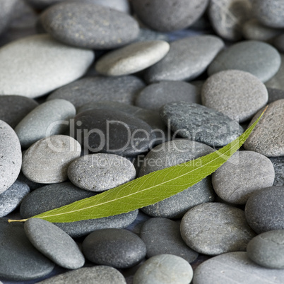 grünes Blatt auf Kiesel