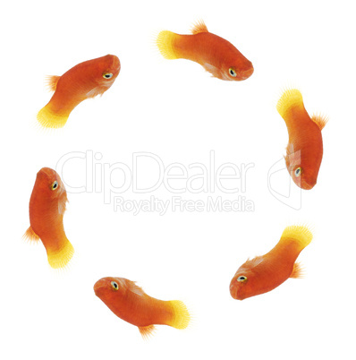 Fishcircle