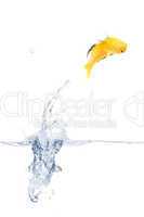 Jumping yellow fish