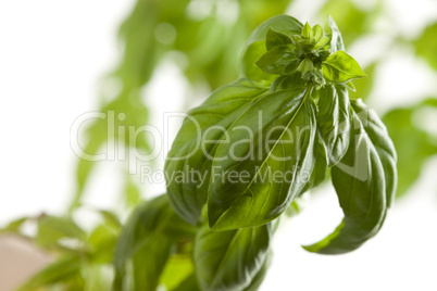 Fresh Basil Plant Leaves and Sprout Abstract