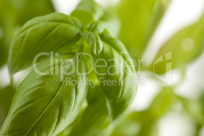 Fresh Basil Plant Leaves Abstract