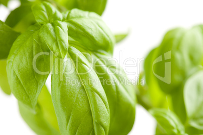 Fresh Basil Plant Leaves Abstract