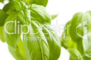 Fresh Basil Plant Leaves Abstract