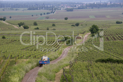 Vineyards