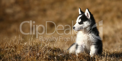 Junger Husky im Gras sitzend