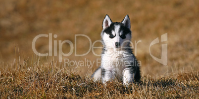 Junger Husky im Gras sitzend