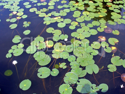 Lily Pads