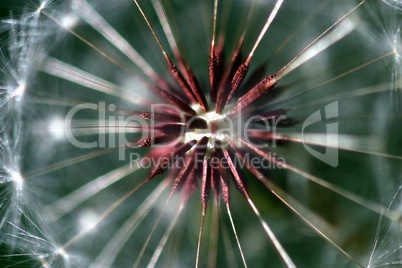 Dandelion Seed Head