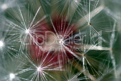 Dandelion Seed Head