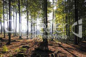 Sonne im Wald