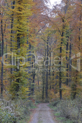 Weg im Herbstwald