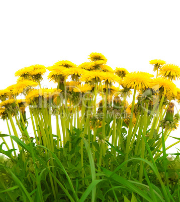 yellow isolated dandelion