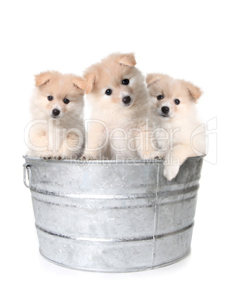 Three White Adorable Puppies in a Washtub