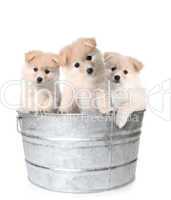 Three White Adorable Puppies in a Washtub