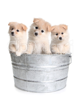 Puppies in an Old Silver Washtub