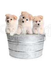 Puppies in an Old Silver Washtub