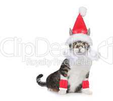 Cat Wearing a Santa Claus Hat and Beard on White
