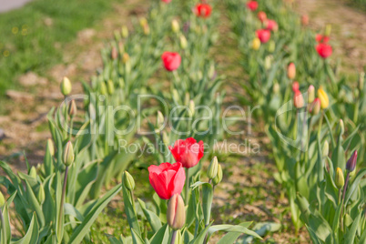 Tulpenwiese