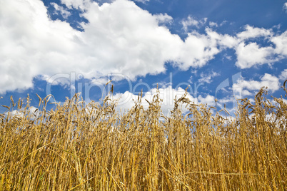 corn field