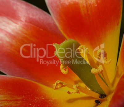 Tulpen Macro